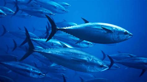 Luxtionary Atlantic Bluefin Tuna A 3 Million Dollar Fish