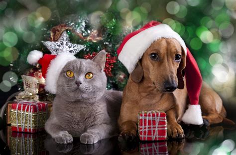Cute Christmas Cats And Dogs Wallpapers Wallpaper Cave