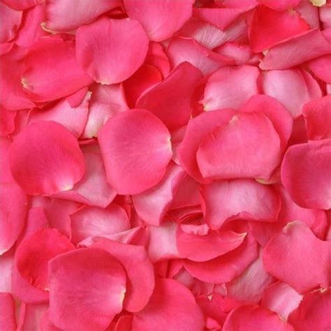 Hot Pink Rose Petals In Bulk