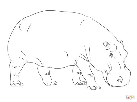 Cute Hippopotamus Super Coloring Animal Coloring Pages
