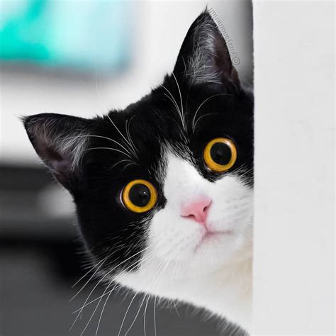 meet izzy the cat with the funniest facial expressions that s going viral on instagram