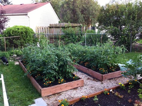 Growing Tomatoes In A Raised Garden Bed Lydeadesign