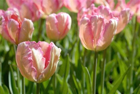 10 Tulip Varieties For The Spring Garden