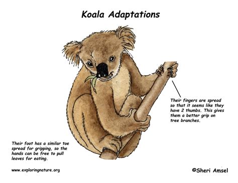 Adaptations Of The Koala
