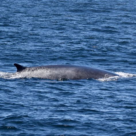 Fin Whale On Monterey Bay Plus Humpback Whale Calf Santa Cruz Whale