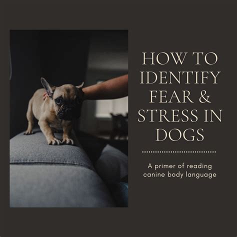 Dog Body Language The Signs Of Stress And Fear In Dogs Pethelpful