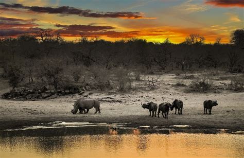 10 Awesome Things To Do On An African Safari Travelgumbo