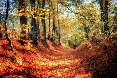 Autumn Trees Fallen Viewes Forest Way Leaf For Phone Wallpapers
