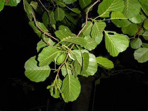 Common Alder Alnus Glutinosa · Inaturalist Nz