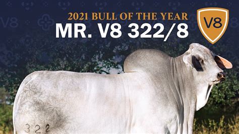 Mr V8 3228 Brahman Bull — 2021 V8 Ranch Bull Of The Year Youtube