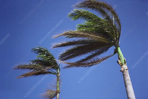 Palm Trees Blowing In The Wind Stock Image C0174336 Science