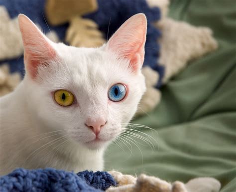 Filejune Odd Eyed Cat Wikipedia