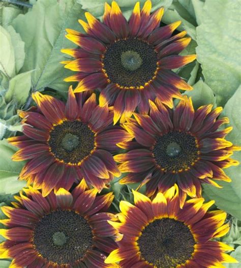 Shock O Lat Sunflower John Scheepers Kitchen Garden Seeds