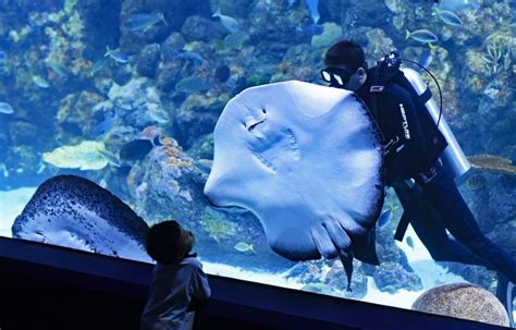 Ratepunk 9 Best Aquariums In The Uk 2023 Biggest Aquariums