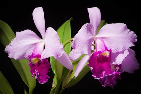 Аромат орхидей популярные сорта цветов с запахом В цветнике Огородru