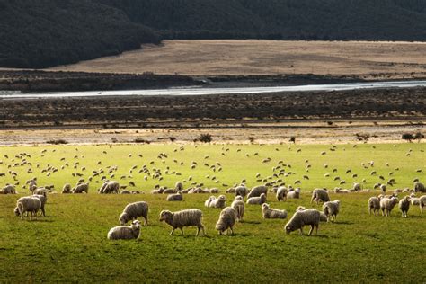 图片素材 领域 农场 草地 草原 野生动物 放牧 牧场 羊 哺乳动物 农业 动物群 平原 农田 高原 栖息地