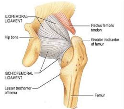 There may be variations in treatment that. Hip Socket Pain - Something so Simple could be Causing ...