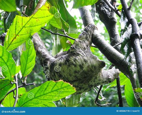 Cute Wild Sloth From Amazonia Brazil Stock Photo Image Of Fauna