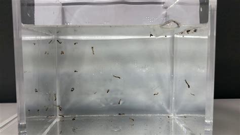 Le zanzare abbondano in tutto il mondo. La soluzione contro le zanzare - YouTube