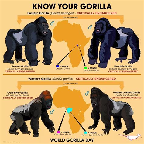 Gorillas Gorillas Animals Information Fun Facts About Animals