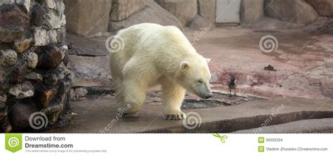 A Polar Bear At Moscow Zoo In Russia Stock Photo Image