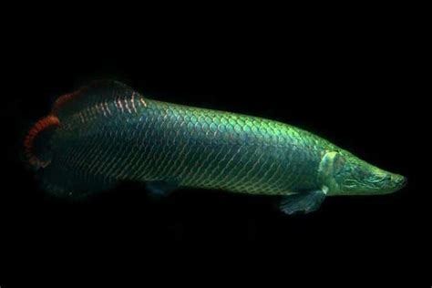 A Green And Red Fish Floating On Top Of Water In The Dark Ocean With