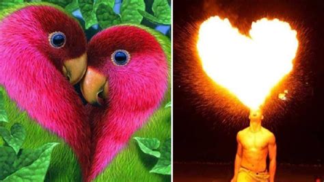 22 Amazing Pictures Of Things That Look Like Heart Youtube