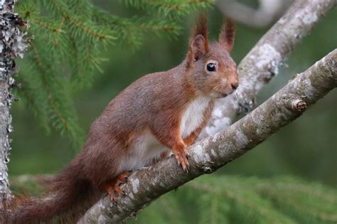 Red Squirrel Ekorre Tumblr Pics