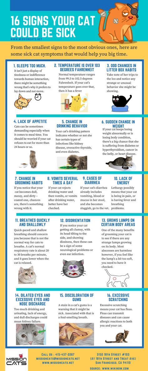 16 Signs Your Cat Could Be Sick Infographic Health Honey Health
