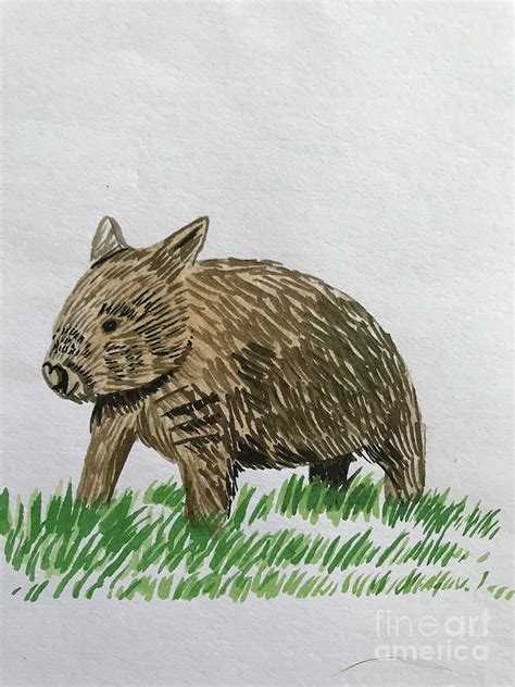 Wombat Illustration Painting By Kirsty Griffiths