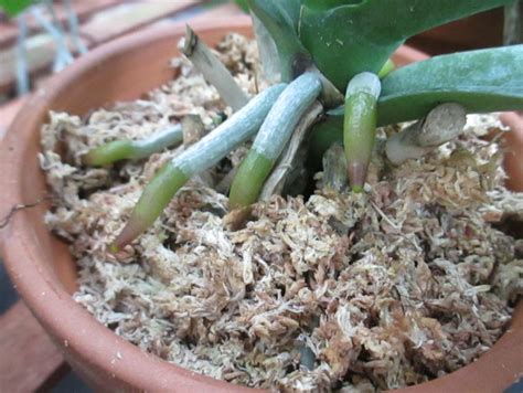 Does dried moss have spores? Orchids: Sphagnum moss is a wonder potting medium ...
