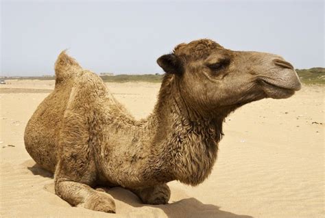 7 Hewan Yang Bisa Hidup Di Gurun Sahara