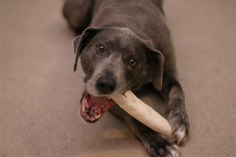 Filedog With Rawhide Chew Toy Wikimedia Commons