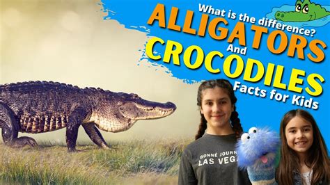 Differences Between An Alligator And Crocodile Alligator Vs Crocodile