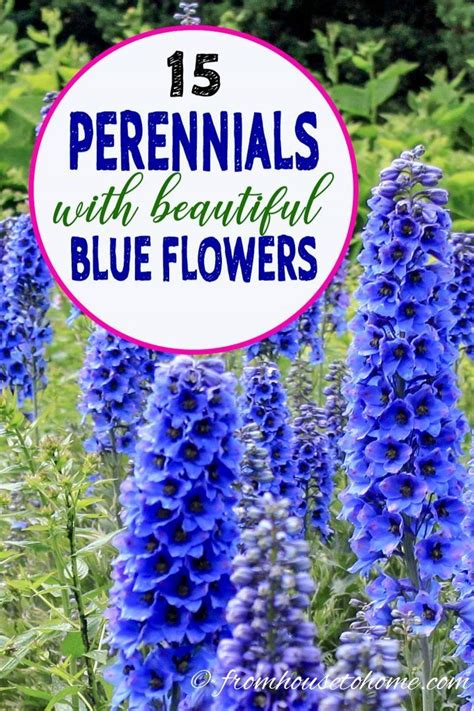 Blue Flowering Plants 15 Easy To Grow Perennials And Shrubs With