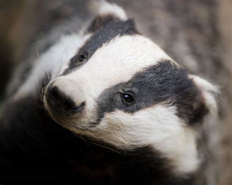 Badger Culls In The Uk Will Start In Early September In Five Regions Of