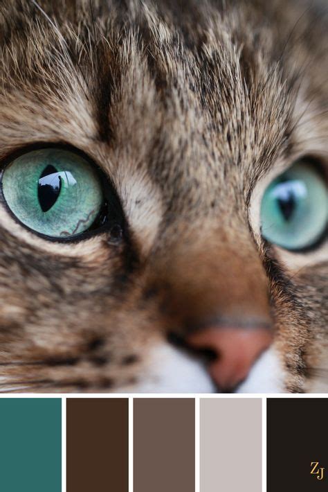 156 Best Cat Colors Images In 2020 Cat Colors Color Pallets Color