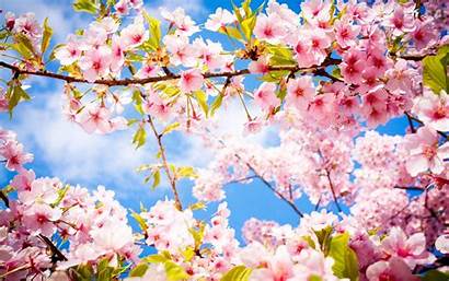 Spring Wallpapers Nature Cool
