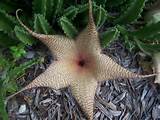 Star Cactus Flower Pictures