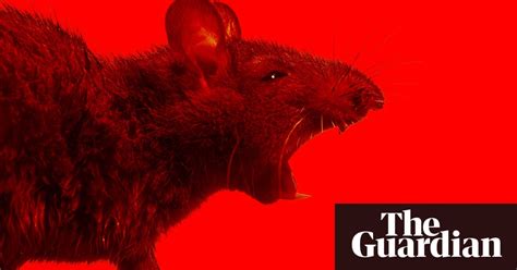 Man V Rat Could The Long War Soon Be Over Jordan Kisner Science