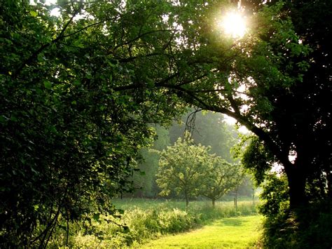 fotos gratis árbol naturaleza bosque césped rama ligero planta prado luz de sol