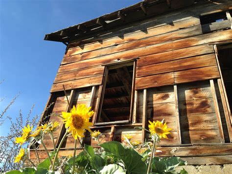 Spring wildflowers against the backdrop of an old Methow Valley Homestead | Spring wildflowers ...