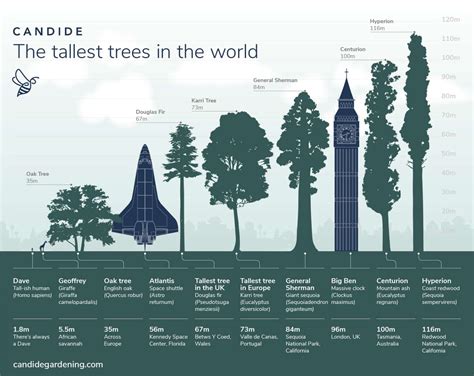 The Largest Tree In The World Height Location And Characteristics