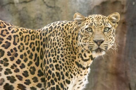 Leopardo De Amur Hábitat Y Características Mis Animales