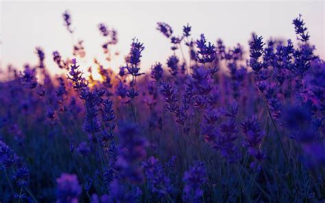 Find your perfect hd wallpaper for your phone, desktop, website or more! vintage flower free computer wallpaper | Purple flowers ...