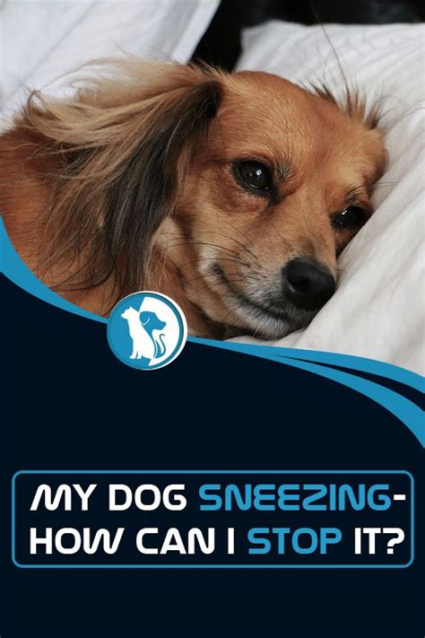 Puppy sneezing may be a symptom of allergies or a respiratory infection. Pin on Blog and Tips