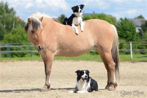 Pin By Leesh Macdonald On Border Collies And Other Dogs Horses Dog