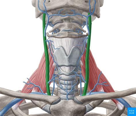 Body head and neck vessels arteries. Internal Jugular Vein | Veins, Anatomy of the neck, Head ...