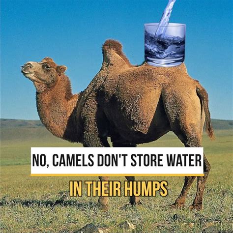 No Camels Don T Store Water In Their Humps Buttocks No Camels Don T Store Water In Their