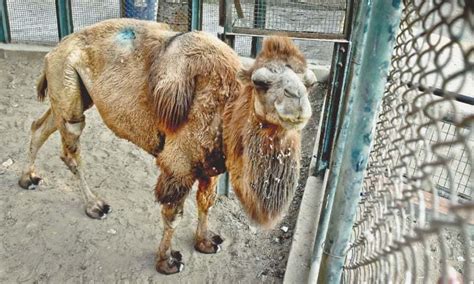 Zoo Animals Suffer Because Of Staff Shortage Poor Sanitation